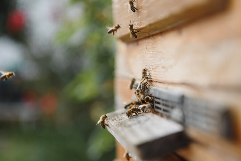 Ecology Pest Control