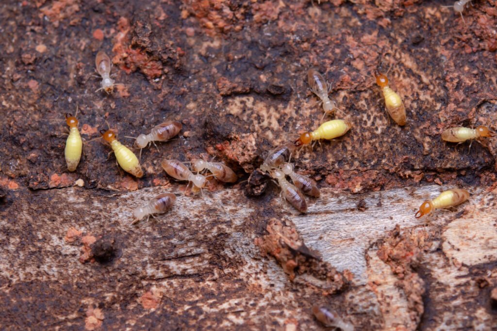 Ecology Pest Control